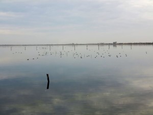 Oristano, lo stagno di Santa Giusta  (2014)  (foto Giorgio Pagano)