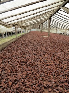 Piantagione di Diogo Vaz, il cacao in un'essiccatoio  (foto Giorgio Pagano)