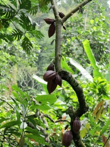 Piantagione di Ponta Figo, pianta di cacao (foto Giorgio Pagano).