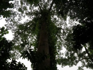 Piantagione di Ponta Figo, foresta d'ombra (foto Giorgio Pagano)