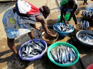 Sao Tomè, le palaiè (venditrici del pesce) si riforniscono di pesce appena pescato  (foto Giorgio Pagano)  