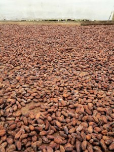 Sao Tomè, piantagione di Diogo Vaz: il cacao in un essiccatoio    (2015)    (foto Giorgio Pagano)