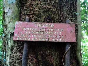 Sao Tomè, foresta primaria del Parque Nacional d'Obò: il cubango, albero utilizzato per curare le malattie degli occhi    (2016)    (foto Giorgio Pagano)