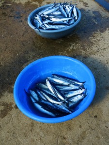 Sao Tomè, il pesce appena pescato in vendita sul molo della capitale    (2015)    (foto Giorgio Pagano)