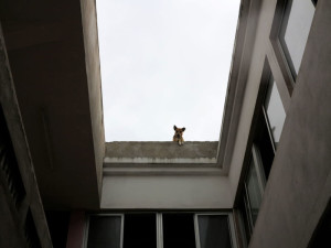Sao Tomè, un cane  (2015)  (foto Giorgio Pagano)