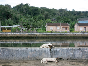 Principe, Santo Antonio, due cani (2015) (foto Giorgio Pagano) 