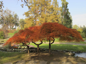 Torino, Parco della Colletta (2012) (foto Giorgio Pagano)