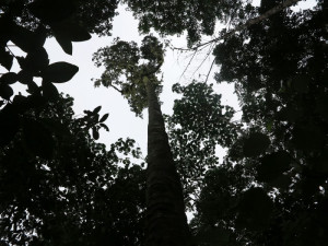 Sao Tomé, Parco d'Obò, la foresta primaria (2015) (foto Giorgio Pagano)