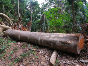 Sao Tomé, Parco d'Obò, la deforestazione (2015) (foto Giorgio Pagano)